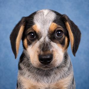 Boone, Cattle Dog, Australian (Blue Heeler), puppy, available for adoption