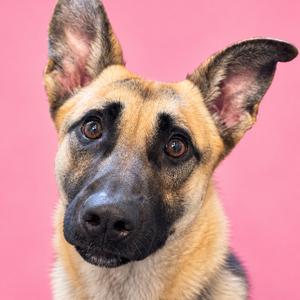 A close-up of a German Shepherd dog with a black and tan coat, looking directly at the camera against a pink background.