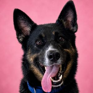 Coco, Mixed Breed (Medium), adult, available for adoption