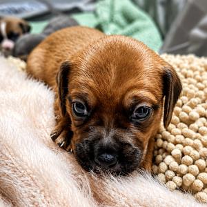Naira, Pug, available for adoption
