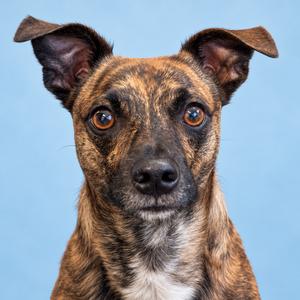 A brindle dog with large ears and expressive eyes looking directly at the camera against a blue background.