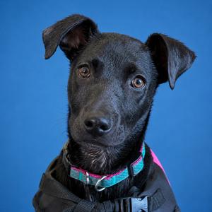 Derek, Retriever, Black Labrador, available for adoption