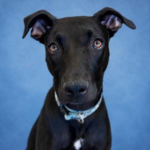 Derek, Weimaraner, available for adoption