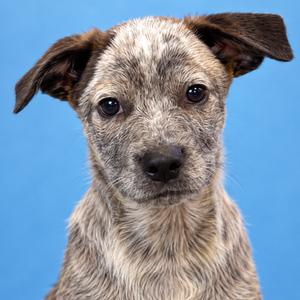 Walter, Cattle Dog, Australian (Blue Heeler), puppy, available for adoption