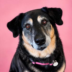Raven, Mixed Breed (Large), adult, available for adoption