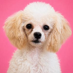 A fluffy white poodle with curly fur and dark eyes, set against a pink background.