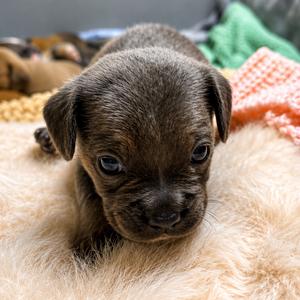 Yen, Pug, available for adoption