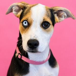 A dog with a white and brown coat, blue eyes, and a pink collar, looking directly at the camera against a pink background.