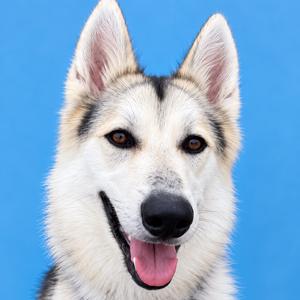 Odin, Shepherd, adult, available for adoption