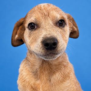 Winston, Cattle Dog, Australian (Blue Heeler), puppy, available for adoption