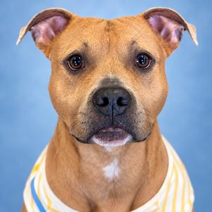 A brown dog with a white patch on its chest, wearing a yellow and white striped shirt, looking directly at the camera against a blue background.