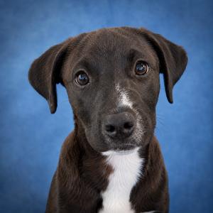Ross, Mixed Breed (Large), available for adoption