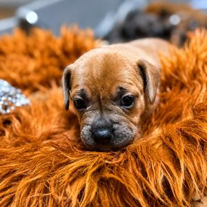 Pence, Pug, available for adoption