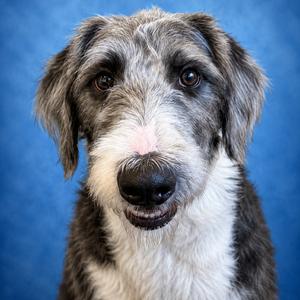 Rhyli, Poodle, Standard, available for adoption