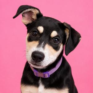 A black and tan puppy with a purple collar on a pink background.