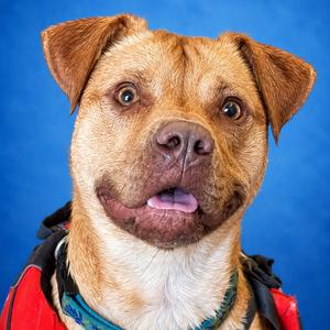 Ace, Mixed Breed (Medium), adult, available for adoption