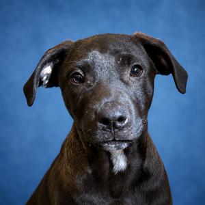 Reed, Mixed Breed (Large), puppy, available for adoption