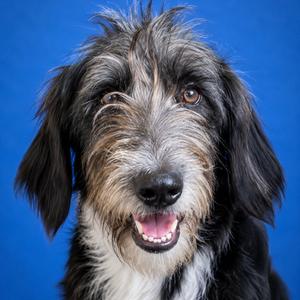 Bayli, Poodle, Standard, available for adoption