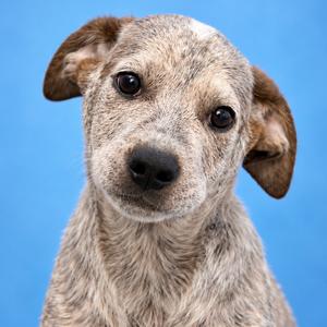 Brownie, Cattle Dog, Australian (Blue Heeler), puppy, available for adoption