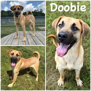 Doobie, German Shepherd Dog Mix, young, available for adoption