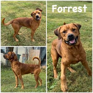 Forrest, Mixed Breed, young, available for adoption