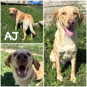 AJ, Labrador Retriever Mix, young, available for adoption