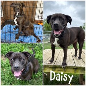 Daisy, American Pit Bull Terrier Mix, adult, available for adoption