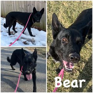 Bear, German Shepherd Dog, adult, available for adoption