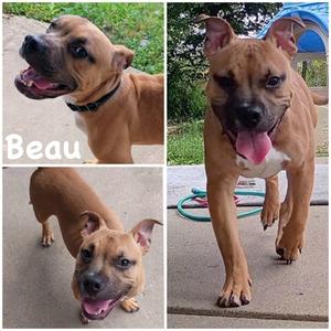 Beau, Bulldog Mix, young, available for adoption