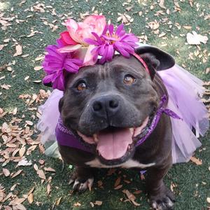 Barb, Terrier, American Staffordshire, senior, available for adoption