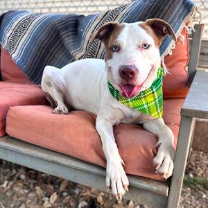 Amity, Catahoula Leopard Dog, adult, available for adoption