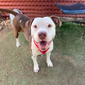 Arnold, Terrier, Pit Bull, adult, available for adoption