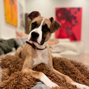 Apache Kid, Boxer, adult, available for adoption