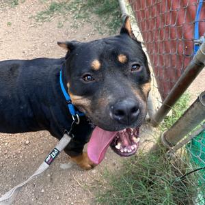 Apollo, Terrier, Staffordshire Bull, adult, available for adoption