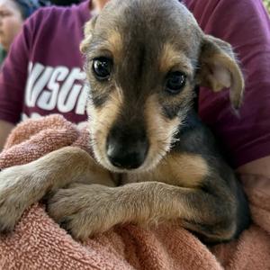 Baby Sol, Terrier, available for adoption