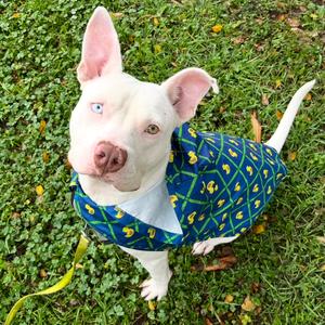 Astro, Terrier, Pit Bull, adult, available for adoption