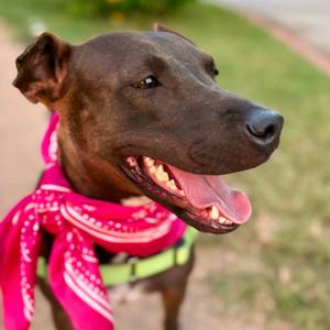 Backpack, Terrier, Staffordshire Bull, adult, available for adoption