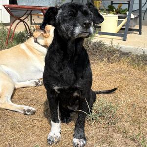 Arial, Terrier, Patterdale (Fell), senior, available for adoption