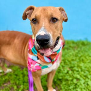 Angelica, Terrier, American Pit Bull, adult, available for adoption