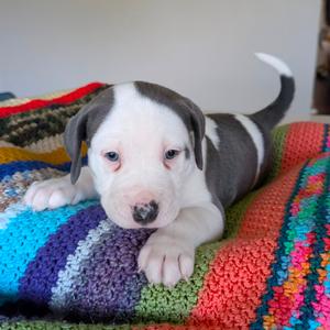 Arby, Hound, puppy, available for adoption