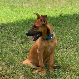 Acorn, Black Mouth Cur, available for adoption