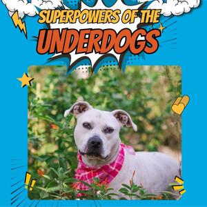 Angie, Terrier, Pit Bull, adult, available for adoption