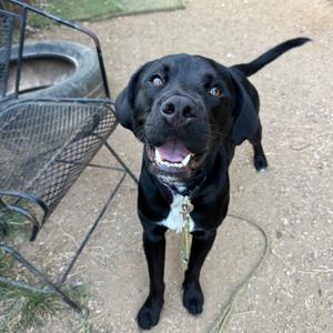 Augusta, Retriever, Labrador, adult, available for adoption