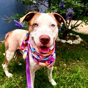 Amity, Terrier, Pit Bull, adult, available for adoption
