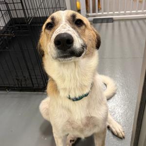 Aurora Castella, Pyrenees, Great, available for adoption
