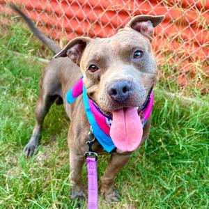 Astronaut, Terrier, Pit Bull, adult, available for adoption