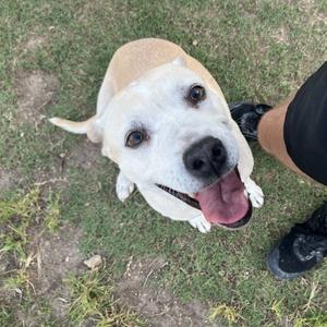 A happy dog with a white and tan coat, looking up at the camera with its tongue out, standing on grass next to a person's foot.