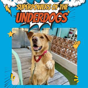 Anton, Retriever, Yellow Labrador, senior, available for adoption