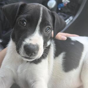 Ankylosaurus, Retriever, Labrador, available for adoption