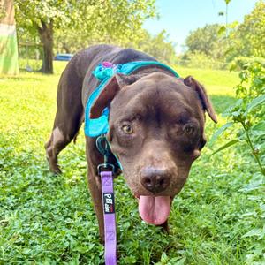 Bande, Retriever, Chocolate Labrador, senior, available for adoption
